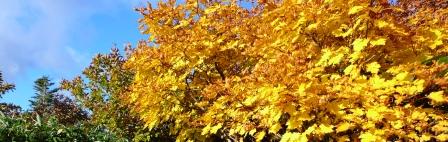 00-2010-10-7-ニセコ 001.jpg