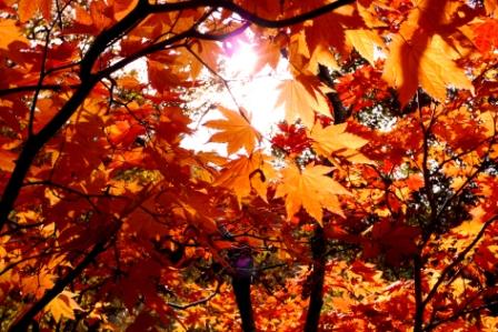 00-2010-10-7-ニセコ 100.jpg