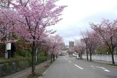 2010-5-13円山桜.jpg