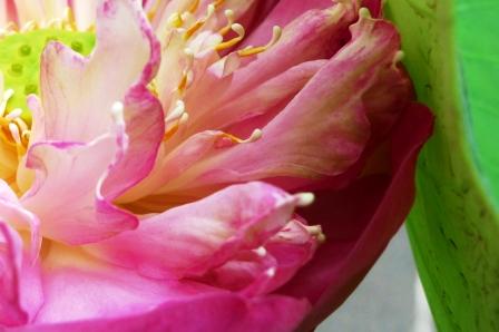 2011-3-アンコール＆タイ 219.jpg