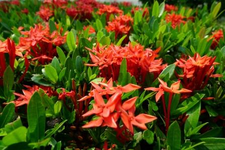 2011-3-アンコール＆タイ 292.jpg