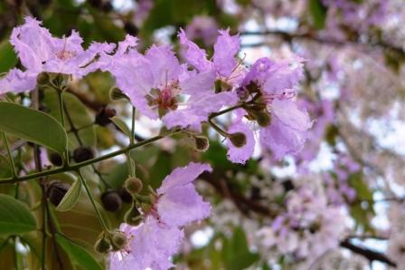 2011-3-アンコール＆タイ 322.jpg