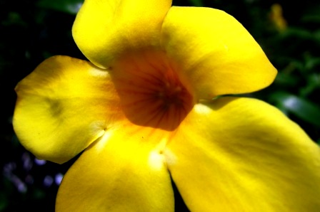 2011-3-アンコール＆タイ-2 321.jpg