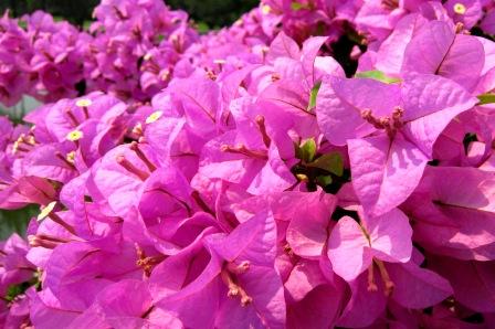 2011-3-アンコール＆タイ-2 322.jpg