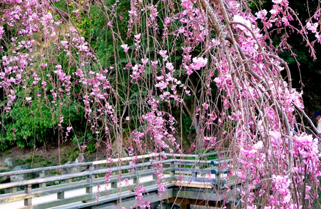 2011-4－桜3.jpg