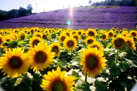 2012-7-25 富良野 195.jpg